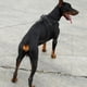 thumbnail image 2 of Arneses para Mascotas Yinane Arnés ajustable para perro Negro Black_L, 2 of 6