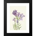 thumbnail image 2 of Mary Vaux Walcott 14x18 Black Modern Framed Museum Art Print Titled - Purple Pentstemon. Pentstemon Lyallii (1925), 2 of 5