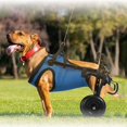 thumbnail image 2 of EASTIN Cat Wheelchair Adjustable Height Adjustable Pet Mobility Aid Comfortable Mobility  for Back Legs Blue, 2 of 3
