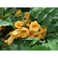thumbnail image 3 of 10 Graines de Vigne Trompette Colibri Jaune Fleur Campsis Radicans Flava Grimpeur, 3 of 10