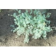 thumbnail image 3 of 500 ROMAN CHAMOMILE Chamaemelum Nobile Herb Flower Seeds, 3 of 5