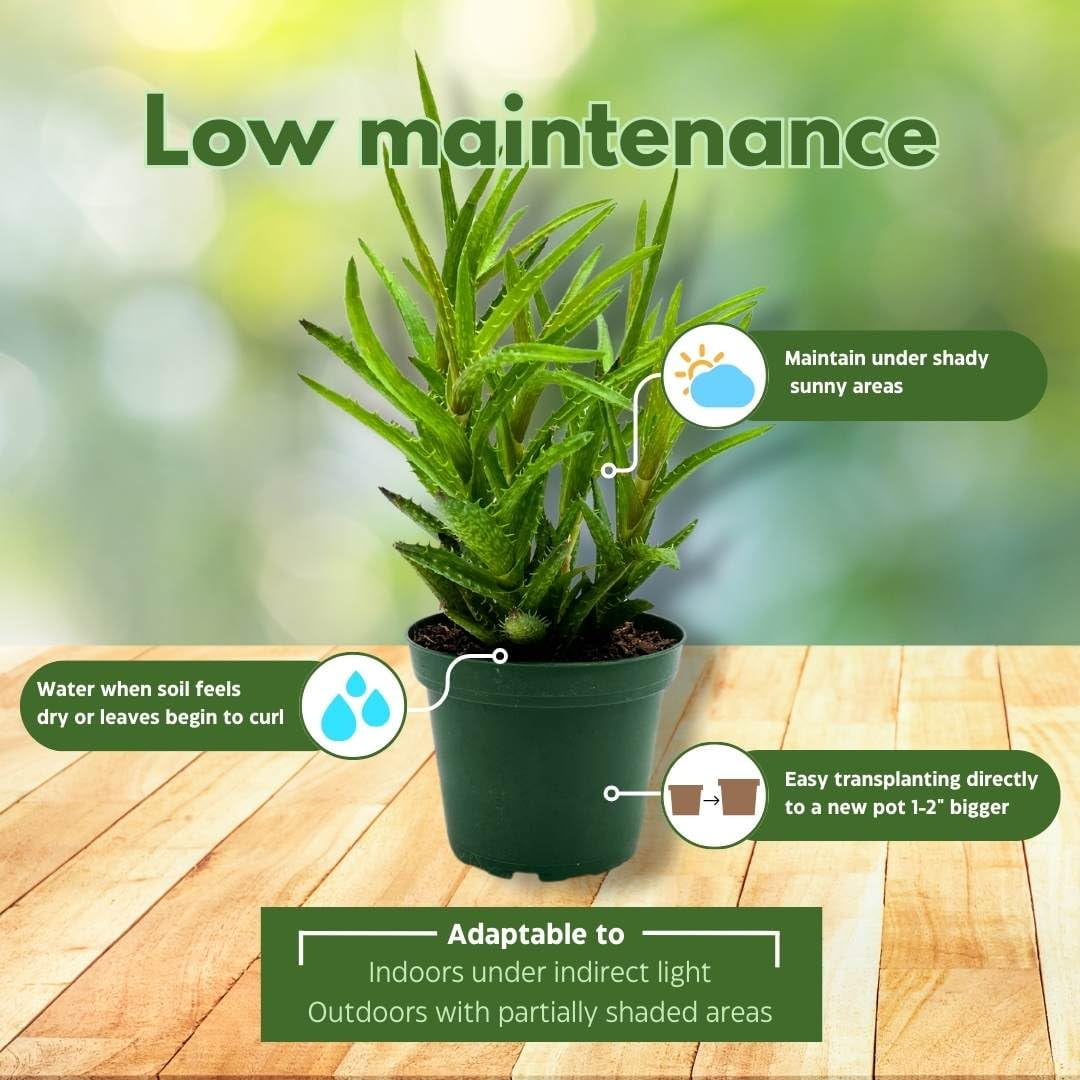 Tiger Tooth Aloe, Aloe juvenna Brandham, Dwarf Aloe, Tiger-Tooth Aloe, Rare  Succulent Plant Live in 4 inch Pot, Well Rooted Healthy Starter -  Walmart.com