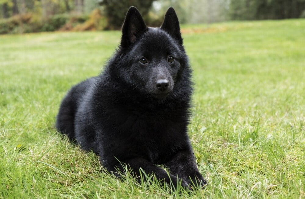 schipperke puppy