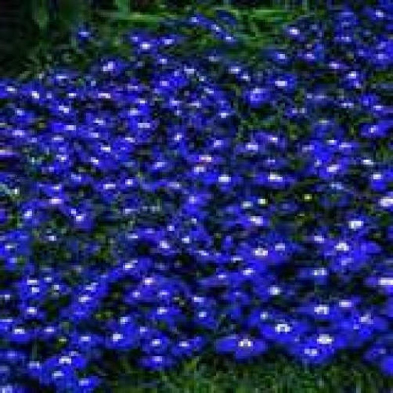 Buy Lobelia Erinus Flower Seeds Plant Blue Flower Garden Lobelia Bonsai 