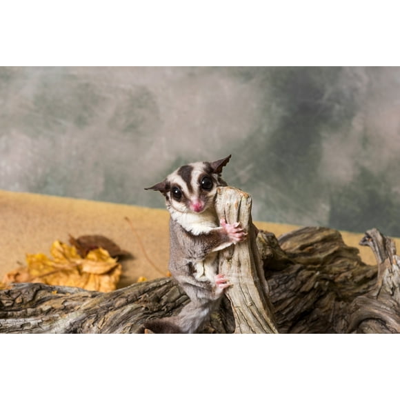 Sugar glider (Petaurus breviceps) on a tree stump Poster Print by Panoramic Images (36 x 24)