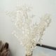 thumbnail image 3 of Flores de Ruscus Secas para Siempre de 45Cm DecoracióN Floral DIY Ramo de Flores Secas para DecoracióN del Hogar de Boda, 3 of 5