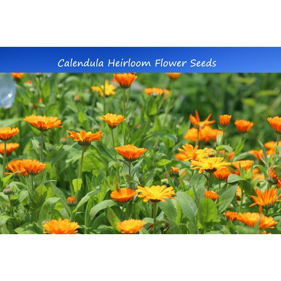 Flower SEEDS - Calendula 25 Seeds -Great potted Annual- Perennial -Bedding Plant -Serendipity Seeds
