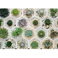 thumbnail image 6 of 100pcs Mix Rare Succulent Seeds for Planting, DIY Bonsai Ornamental Plant, Non-GMO Open Pollinated Seeds Succulent Plant Seeds, 6 of 8