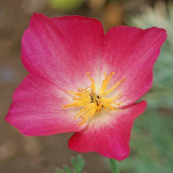 Organic California Poppy Seeds Carmine King 1 G ~635 Seeds – Vibrant Pink-Red Blooms, High Germination, Drought-Tolerant – Easy-to-Grow Wildflower for Gardens, Borders & Pollinator Habitats