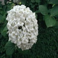 thumbnail image 2 of Carlescephalum Viburnum Live Shrub-1 Gallon Bareroot, 2 of 5