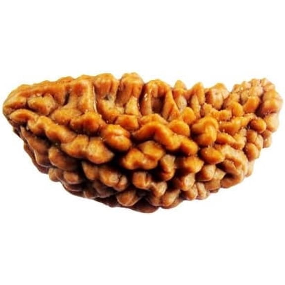 Wonder Care - Original Nepali Rudraksha Bead/Rudraksha Bead Natural Rudra Religious Rosary Bead