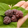 thumbnail image 2 of Glencoe Thornless Raspberry Plants Live, Raspberry Trees Live Plants, Raspberry Seedlings, 5-9 Inc, Raspberry Fruits Trees, 2 of 10