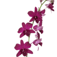 thumbnail image 3 of 70 Purple Sabine Orchid Flowers- Beautiful Fresh Cut Flowers- Express Delivery, 3 of 4