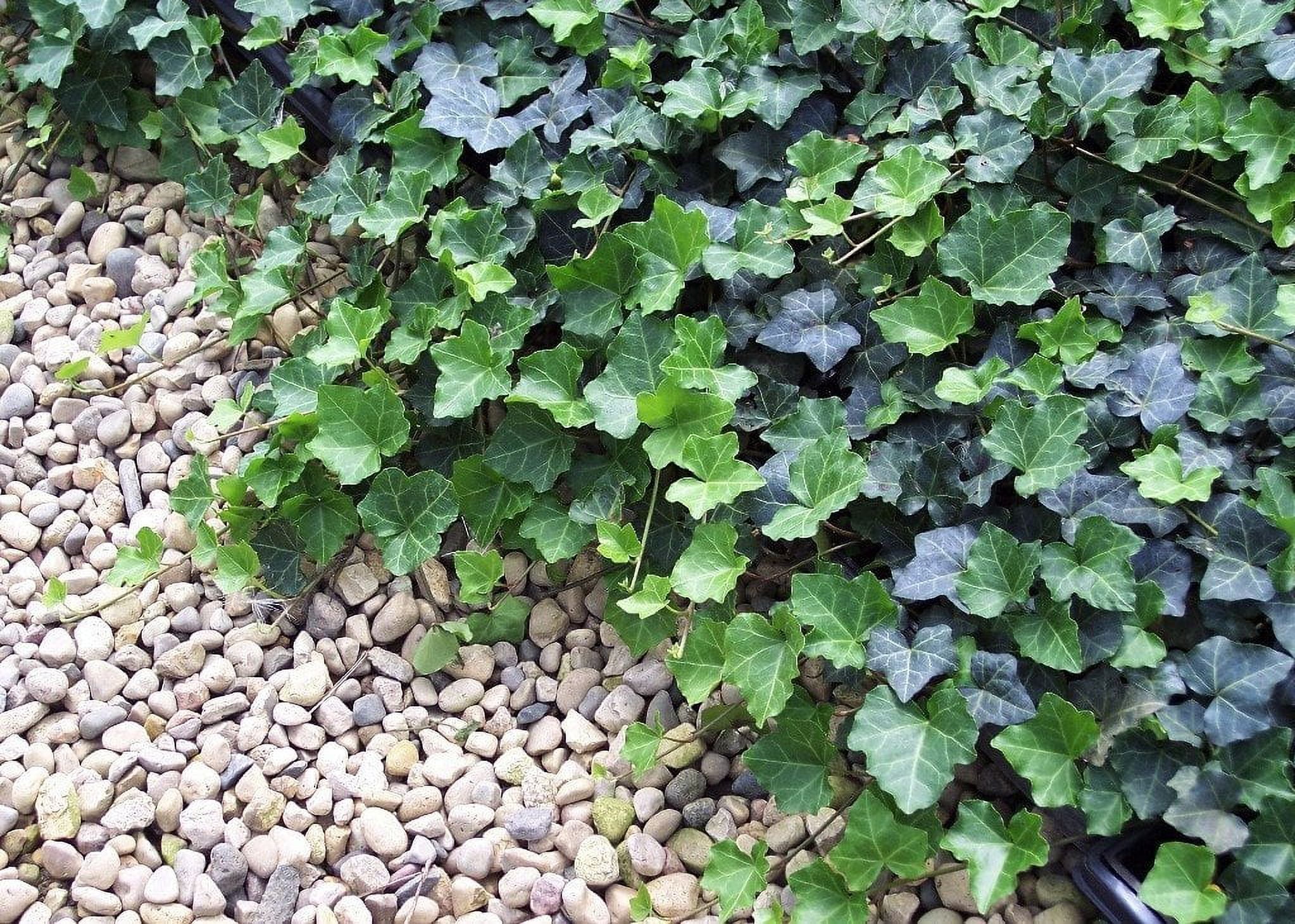 Live English Ivy Vine, Indoor & Outdoor House Plants - 8 Plants in