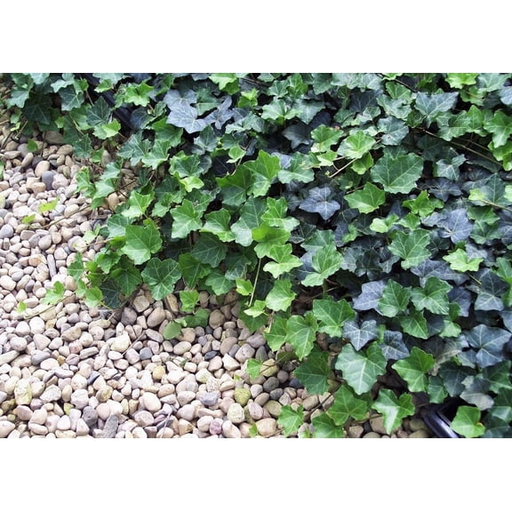 Thorndale English Ivy 48 Plants - Hardy Groundcover - 1 3/4" Pots