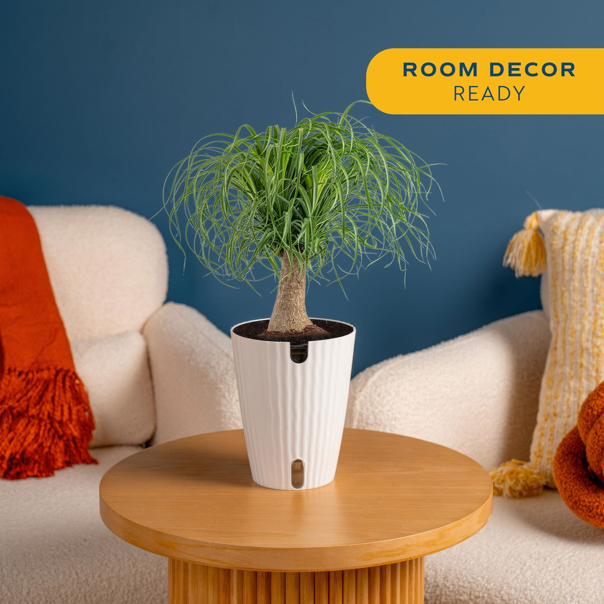 Costa Farms 15" Ponytail Palm Live House Plants in 5" Self-Watering Planter