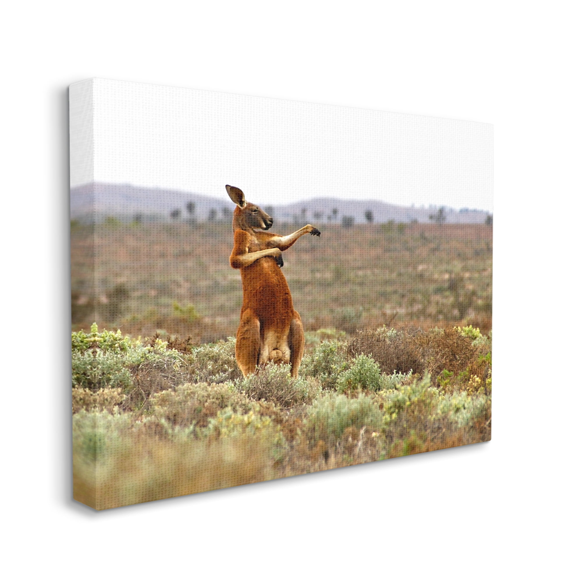 Stupell Industries Kangaroo Savanna Landscape Animals & Insects Photography Gallery Wrapped Canvas Art Print Wall Art, 40 x 30