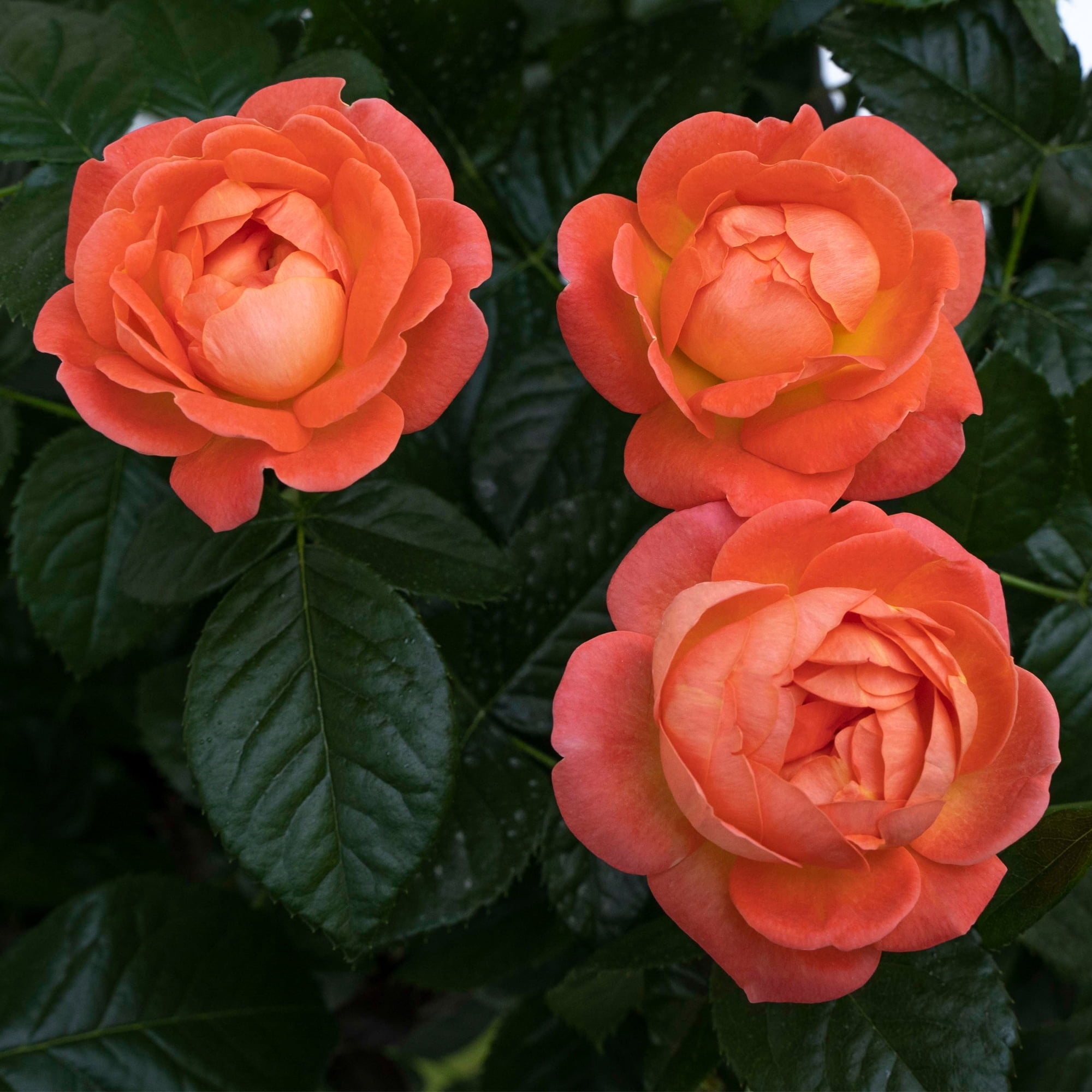 The Knock Out® Family of Roses 'The Orange Glow Knock Out® Rose' Live Shrub in 2-Gallon Grower Pot