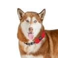 thumbnail image 4 of Nite Ize 259121 Rad Dog All-in-1 Dog Collar & Leash, Large, 4 of 6