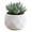 Multicolor, variant on Mini Artificial Succulent in Plastic Pot - Fake Plants for Indoor Office Home Decor, Perfect Gift for Women, Low Maintenance Faux Plant for Kitchen, Living Room, Bedroom, and More