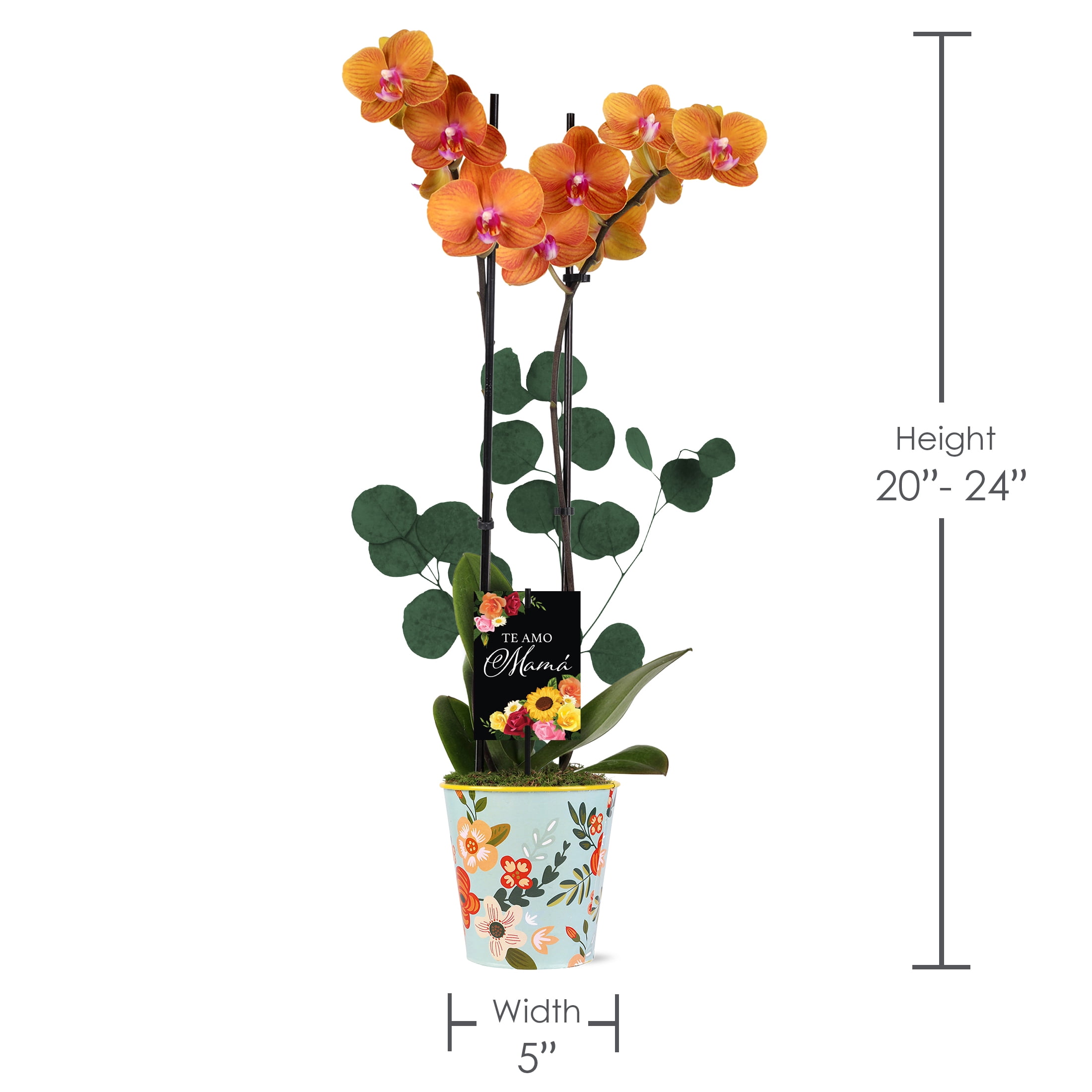 Green Circle Growers 10" White Orchid Duo Live Plants in Green Decorative Planter – Mother’s Day Gift Orchid