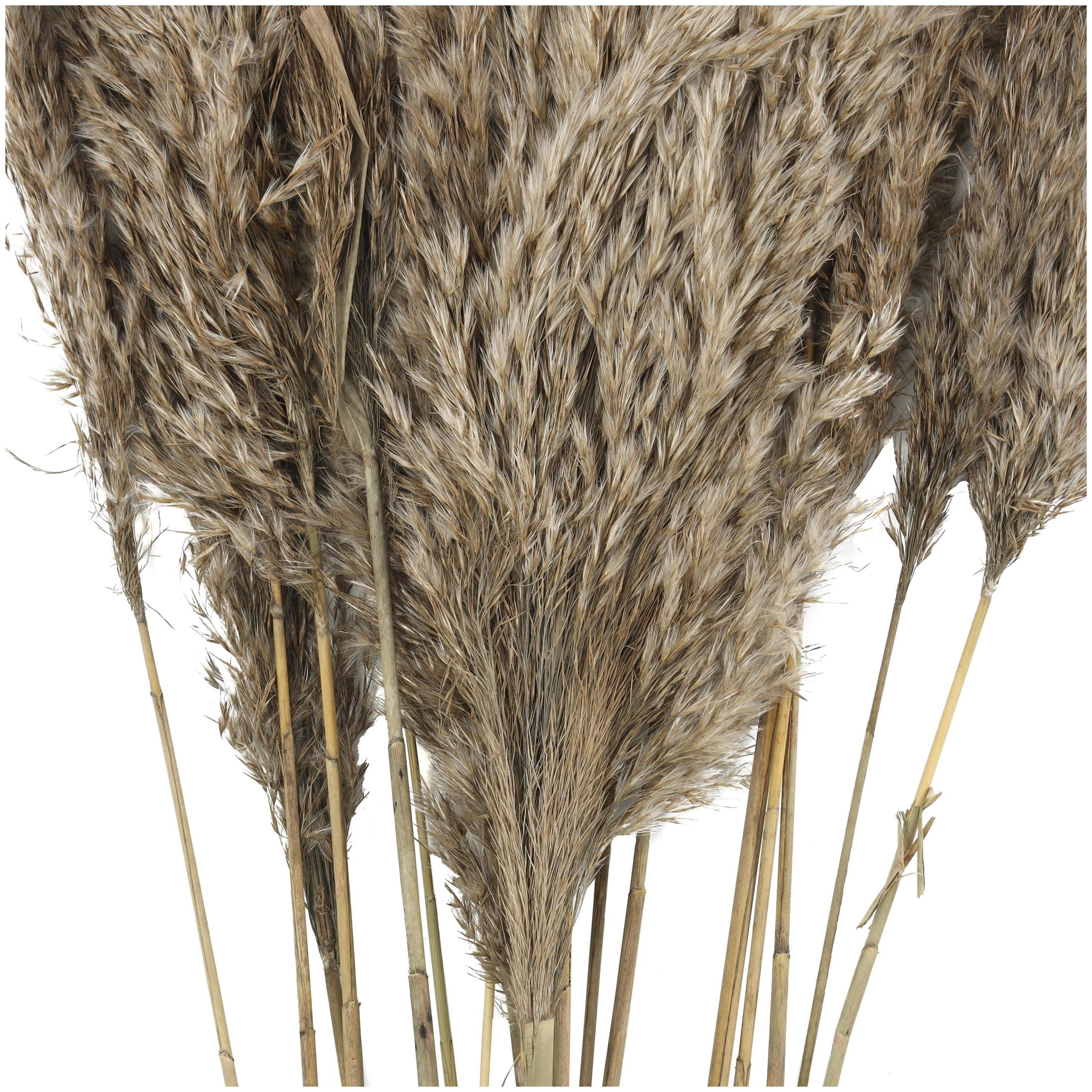 35" Grass Dried Plant Natural Foliage Pampas Bouquet with Long Stems, by DecMode