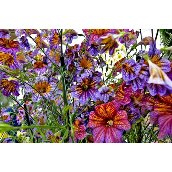 200 Mixed Colors PAINTED TONGUE (Velvet Trumpet Flower) Salpiglossis Grandiflora Virgiana Flower Seeds