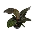 thumbnail image 3 of Rare Black Cardinal Philodendron 2.5" Pot - Collector's Series, 3 of 3