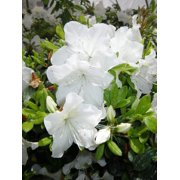 Girards Pleasant White Azalea