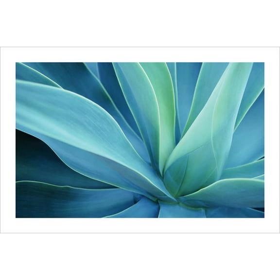 Agave Cactus - Poster - 24 x 36 inches