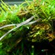 thumbnail image 3 of Tijeras de onda de acero inoxidable Tanque de acuario Pinzas para plantas acuáticas Tijeras Herramientas para plantas de pecera, plata, 3 of 5