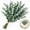Green, variant on Preserved Eucalyptus Stems 12Pcs Dried Eucalyptuses Branch Real Eucalyptus Leaves Autumn Leaf Branches Fall Decorations for Home Floral Arrangement Festival Thanksgiving Decor Yellow 16.5-17.7"