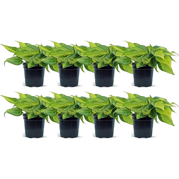 8 Pack Live Brazilian Philodendron, Variegated Philodendron, Trailing Indoor Potted Plant, Fully Rooted Air Purifier, Christmas Gift, Easy to Grow Houseplant in 4" Pot