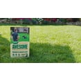 thumbnail image 3 of Scotts Turf Builder AWESOME Lawn Seed Blend - 1.4kg, 3 of 4