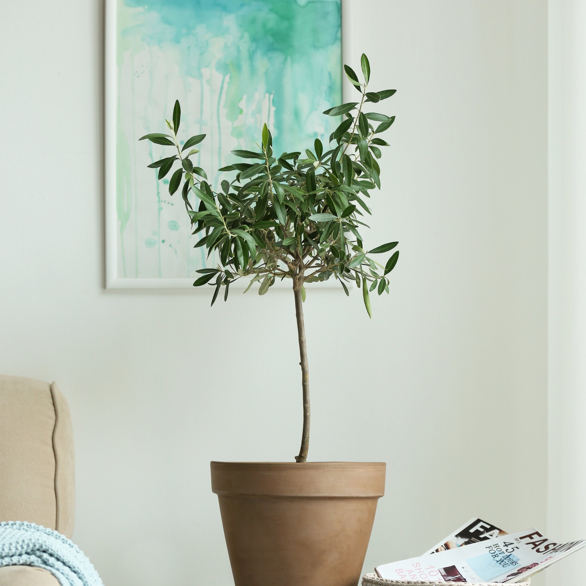 National Plant Network 4 in. Olive Tree (3-Pack)