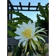 thumbnail image 2 of Dragon Fruit Plant: A Tropical Delicacy, Editable Flower and Fruit, 2 of 6