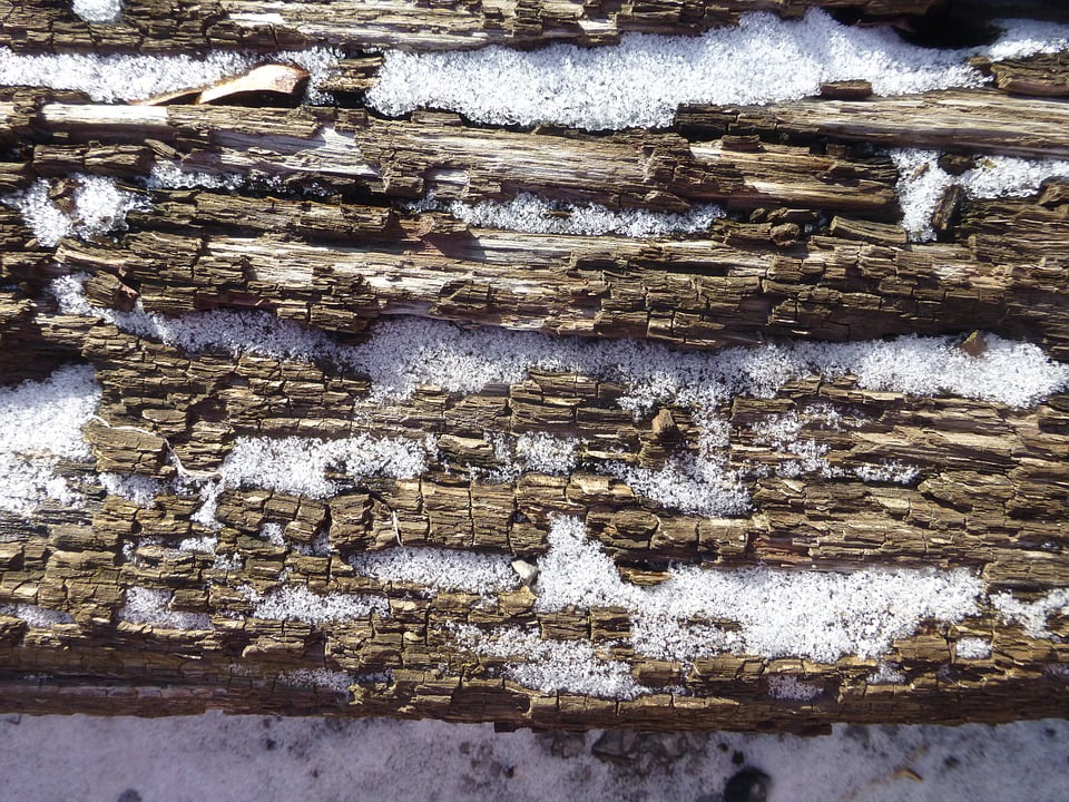 Texture Oak Bark Snow Wood Spring Winter Ice12 Inch BY 18 Inch