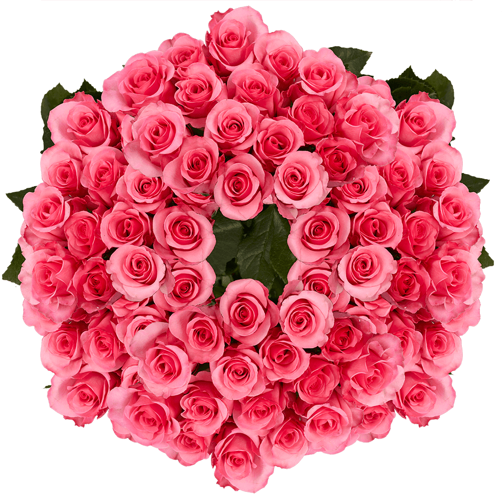 250 Stems of Dark Pink Eliza Roses Beautiful Fresh Cut Flowers