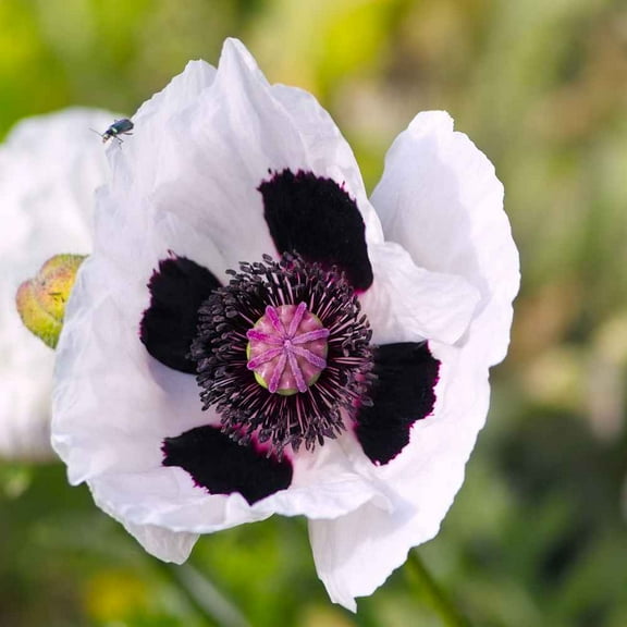 Outsidepride Poppy Checkers - 200 Seeds