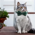 thumbnail image 2 of Cat Soft Velvet With Bow Tie Bell Breakaway Boy Girl Basic Pure Colors Male Female, 2 of 9