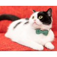 thumbnail image 4 of Mumup Christmas Collar for Cat Pet Breakaway with Bell Bowtie Detachable Bow Adjustable Safety Kitten Puppy Girl Boy 2pcs Christmas, 4 of 7