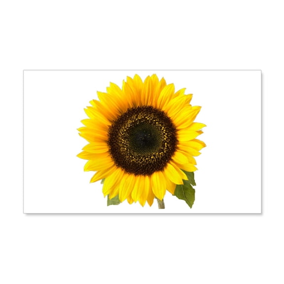 CafePress - Sunflower - 20x12 Wall Decal