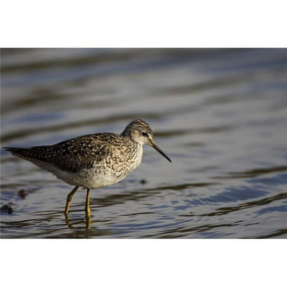 One Bird Wading in Water Poster Print, Large - 36 x 24