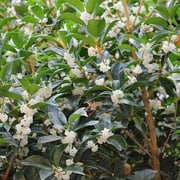 Fragrant Tea Olive Shrub 1 Extra Large 3 Gallon Plant Osmanthus Fragrans Blooming Specimen