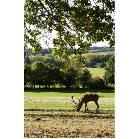 Great BIG Canvas | Rolled David Slater Poster Print entitled Red Deer (Cervus Elephas) Under Oak Tree In The British