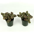 thumbnail image 4 of Fittonia Pink Nerve Plant Live Potted Houseplants Air Purifying, 2.5" Pot…, 4 of 4