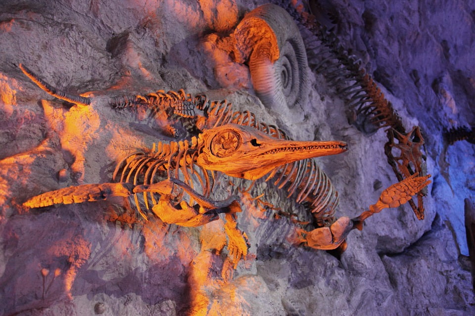 fossils and archeology dinosaurs