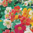 thumbnail image 4 of Ferry-Morse 1.9G Nasturtium Alaska Annual Flower Seeds, Full Sun, 4 of 10
