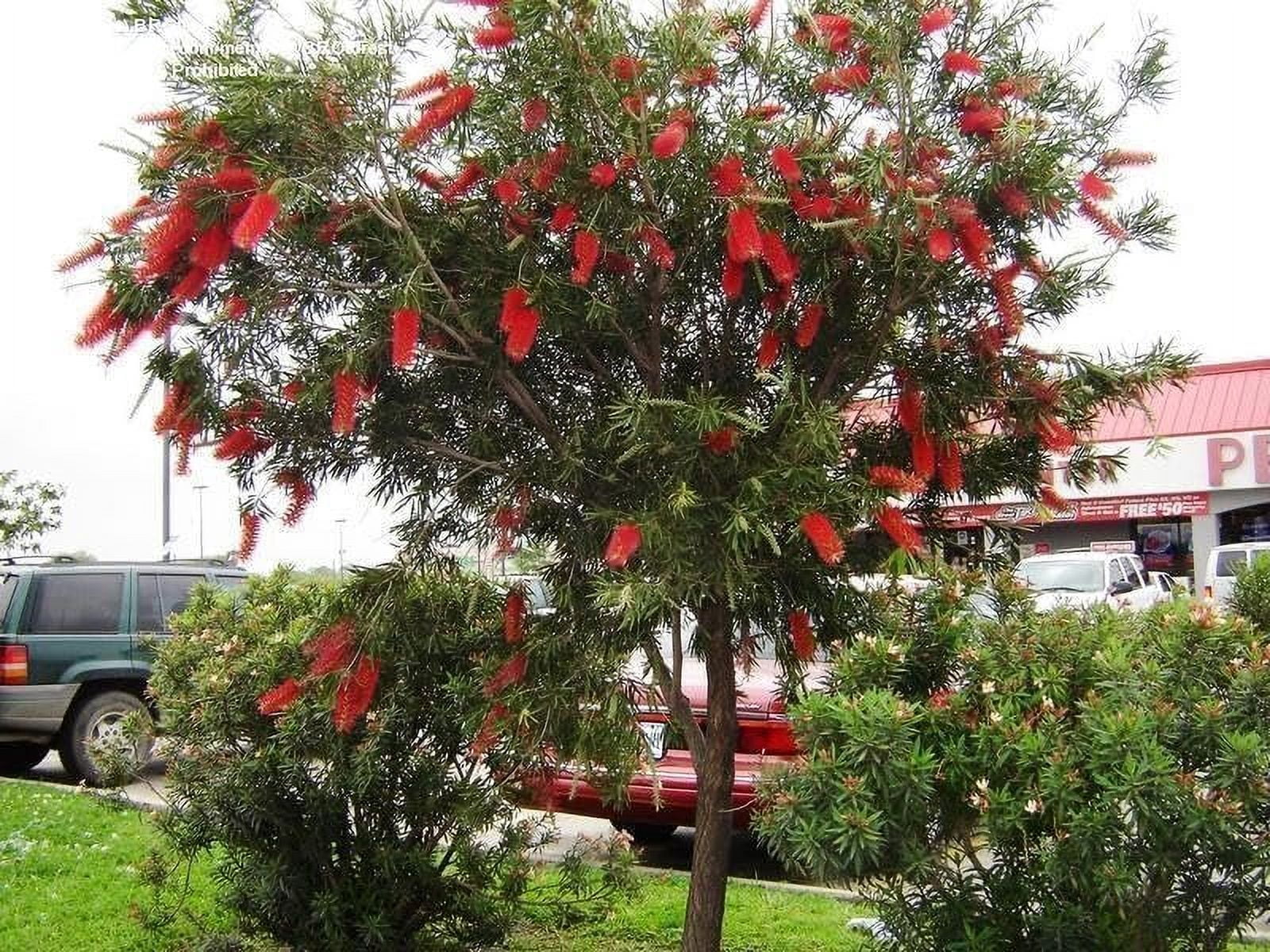 Bottlebrush Red Cluster  3 Live Quart Size Plants  Callistemon citrinus  Perfect for Gardens & Landscaping  Easy to Grow & Low Maintenance Vibrant Shrub