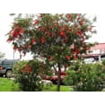 thumbnail image 5 of Bottlebrush Red Cluster  10 Live Quart Size Plants  Callistemon citrinus  Perfect for Gardens & Landscaping  Easy to Grow & Low Maintenance Vibrant Shrub, 5 of 8